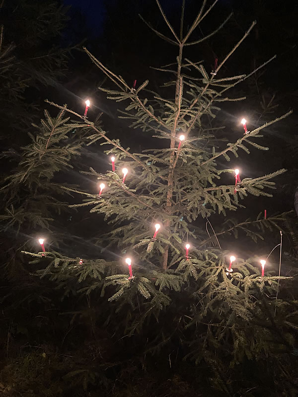waldweihnacht_